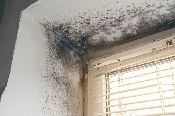 Affordable Mold Cleanup solutions in Woodward, PA